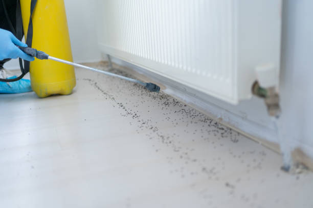 Best Termite Control Services  in Hazel Park, MI